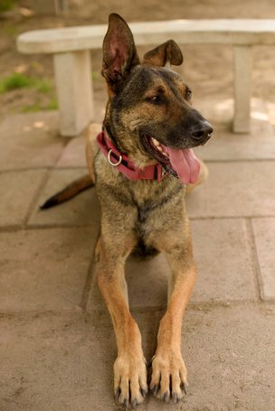 Kajla, 4 éves, 65 cm magas, kan