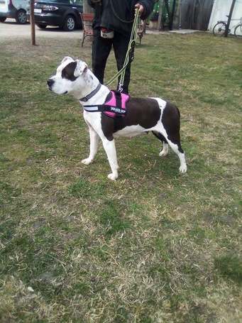 Boci, 3 éves, 52 cm magas, bull jellegű szuka