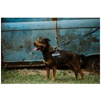 Wilson, 6 éves, 48 cm magas, kan #4