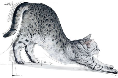 Royal Canin Indoor - Lakásban tartott felnőtt macska száraz táp