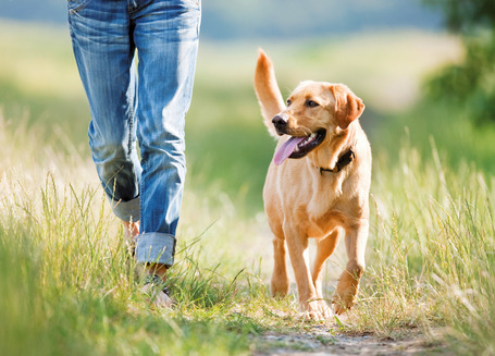 Belcando Adult Light száraztáp túlsúlyos kutyák részére