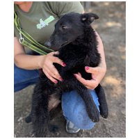 Gizmo, fél éves, kan #10