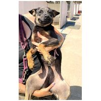 Robin, ivartalanított lányka gazdit keres #4