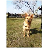 Titusz, 1 éves, 50 cm magas, kan #5