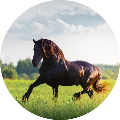 Ízület- és porcerősítők lovaknak