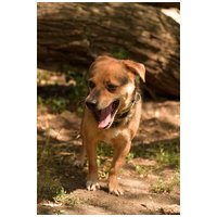 Maci, kilenc éves, kan #3