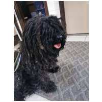 Gombóc Artúr, 12 éves, 44 cm magas, puli, kan #6