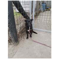 Cleo, 1 éves, 52 cm magas, szuka #2