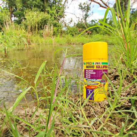 JBL ProNovo Killifish Click