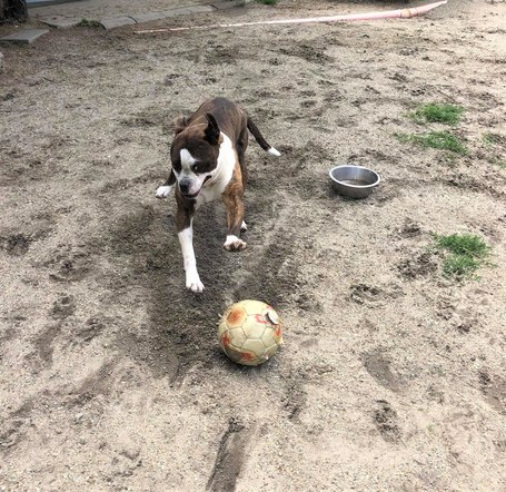 Morpheus, 7 éves, 50 cm magas, boxer mix, kan