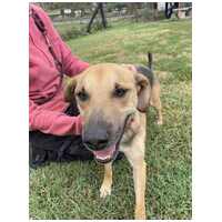 Smokey, 4 éves ivartalanított kan kutyus #4