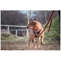 Misi, ivartalanított kan #20