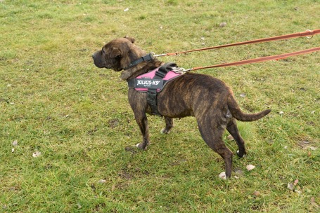 Suzy, négy éves, közepes méretű szuka