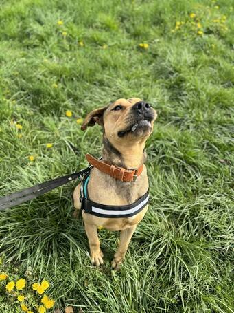 Vilinger, ivartalanított kan