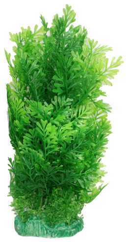 Plantă de acvariu înaltă, verde, cu frunze ramificate