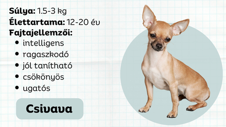 Csivava, az egóbajnok gazdimániás kutya