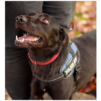 Aji, 2 éves, szuka #11