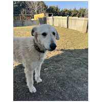 Sziszike, 8 éves, ivartalanított szuka kutyus #4