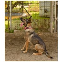 Kajla, 4 éves, 65 cm magas, kan #10