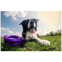 Puller fitnessz/ügyességfejlesztő karikák kutyáknak #5