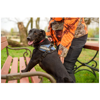 Aji, 2 éves, szuka #3