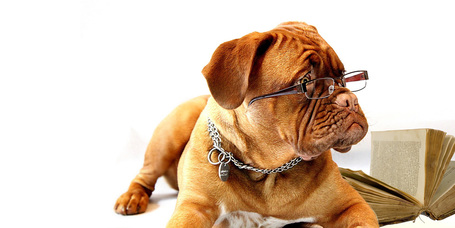 Érdekességek a kutyákról, amikről esetleg még nem is hallottál