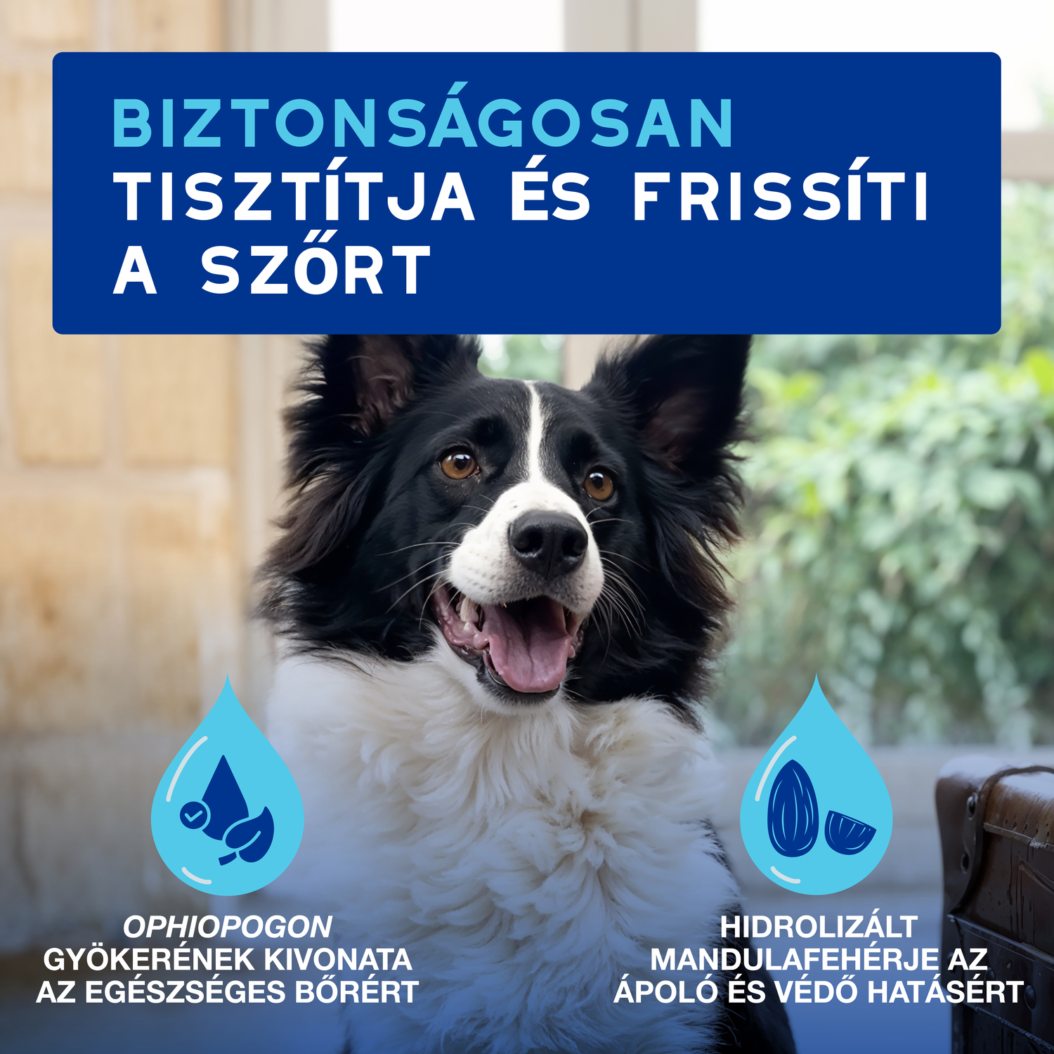 Douxo Spa spumă fără clătire pentru câini - zoom