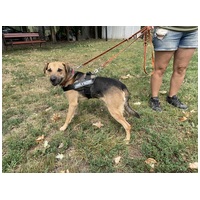 Smokey, 4 éves ivartalanított kan kutyus #5