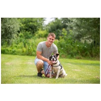 Sparko, két éves, 48 cm magas, kan #2