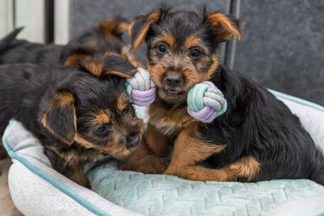 Trixie rágható súlyzó kötélből