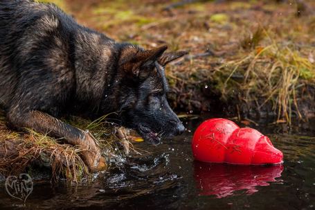 Kong Bounzer kutyajáték