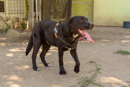 Tutyi, kilenc hónapos, kan