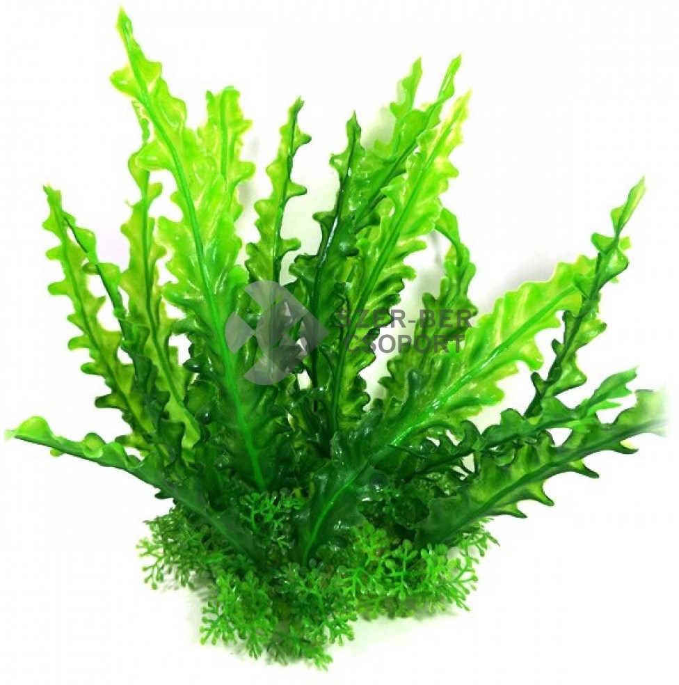 Algă verde pentru acvariu cu plante mici la bază