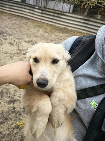 Nugát, 5 hónapos keverék fiúcska