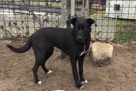 Cleo, 1 éves, 52 cm magas, szuka