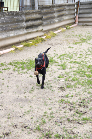 Lilien kutyus gazdit keres