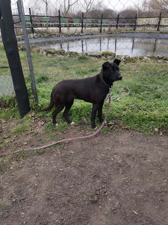 Cleo, 1 éves, 52 cm magas, szuka