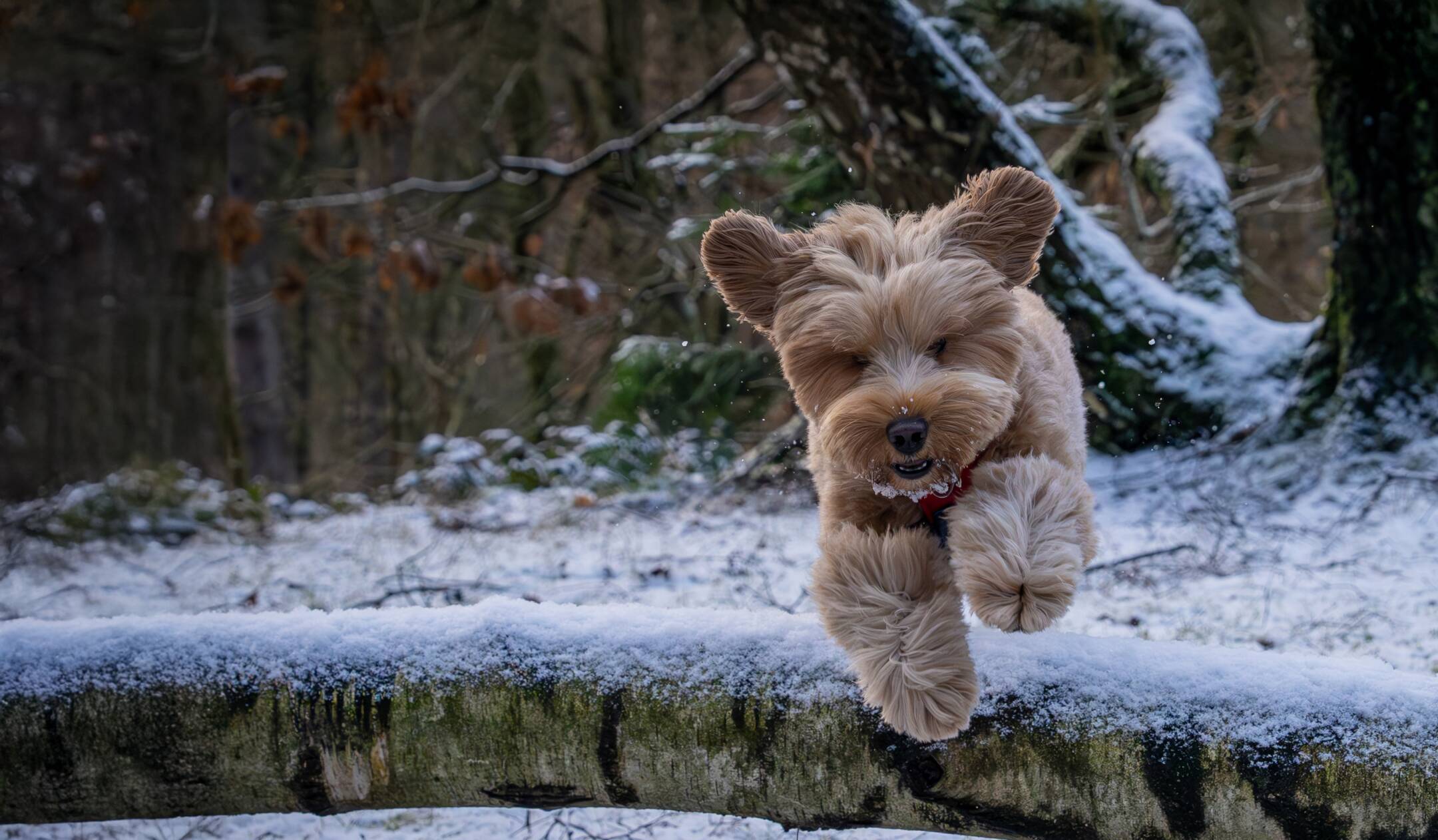 Labradoodle