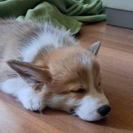 Taz