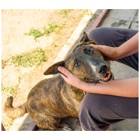 Ariell, 12 éves, 47 cm magas, lány kutya #9