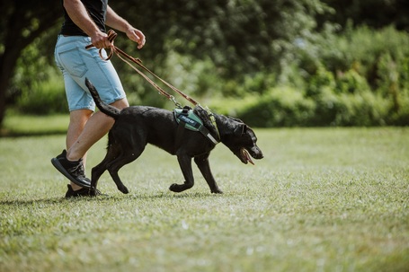 Milo, 3 éves, 53 cm magas,  labrador-bull keverék, kan