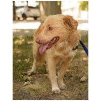 Wall-e, két éves, kan #8