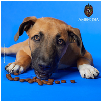 Ambrosia Dog Grain Free Senior, Light & Sterilized #11