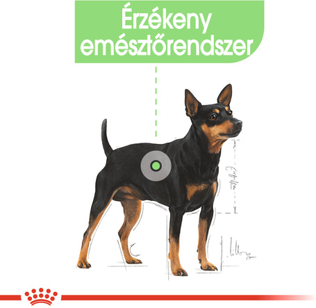 Royal Canin Mini Digestive Care - Száraz táp érzékeny emésztésű, kistestű felnőtt kutyák részére