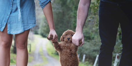 Wuuff - Vásárolj kiskutyát megbízható tenyésztőtől