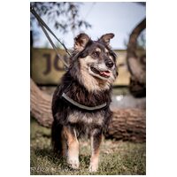 Csupaszív, 5 éves, szuka #2