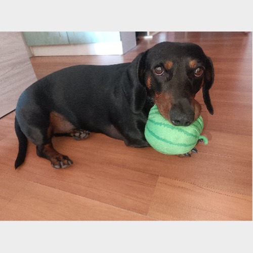 Tökös/Töki/Tökike/Töke/Töte #5