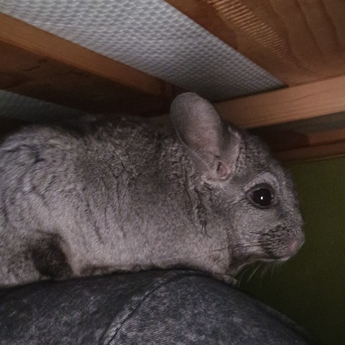 Puszedli és Oreo #2