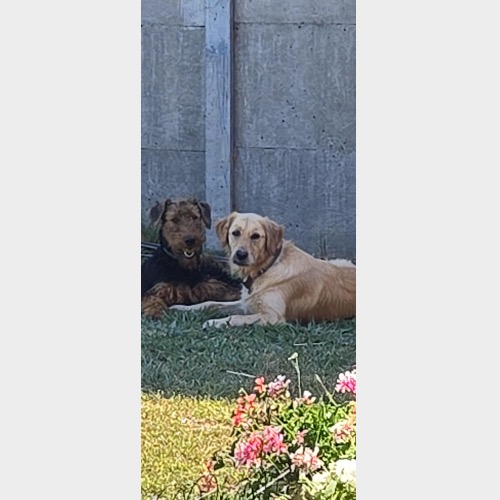 Bealey,Szamóca,Gozmó