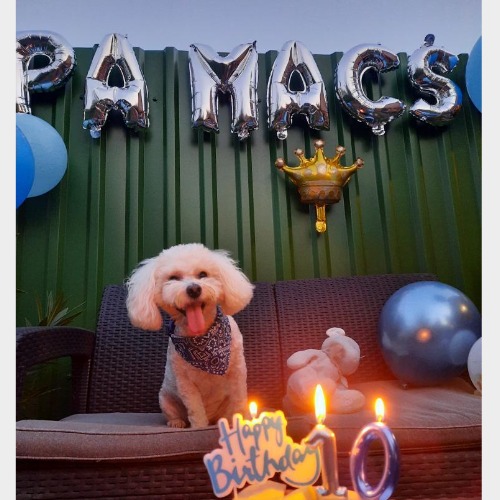 Pamacs